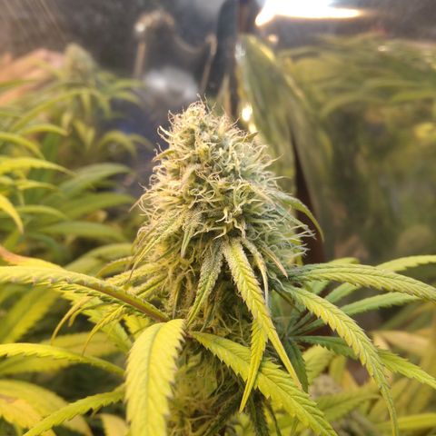 Orange Cake  #1 growlog timeline photo