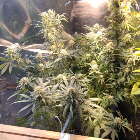 Hawaiann Snow growlog timeline photo