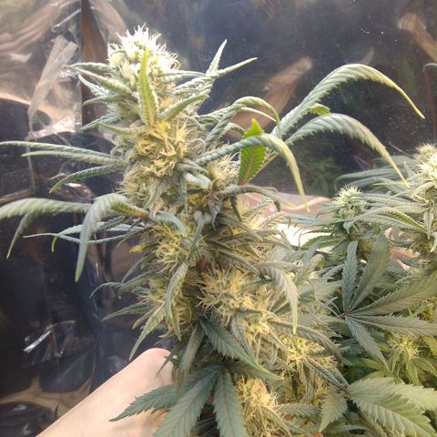 Hawaiann Snow growlog timeline photo