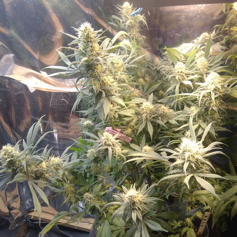 Hawaiann Snow growlog timeline photo