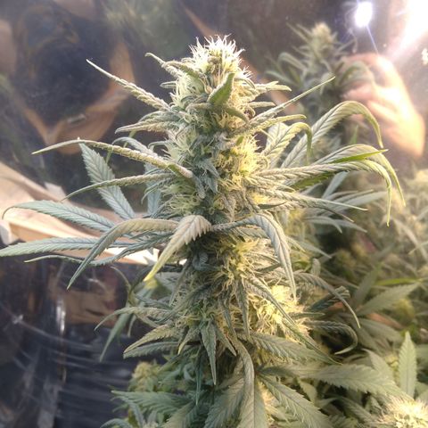 Hawaiann Snow growlog timeline photo