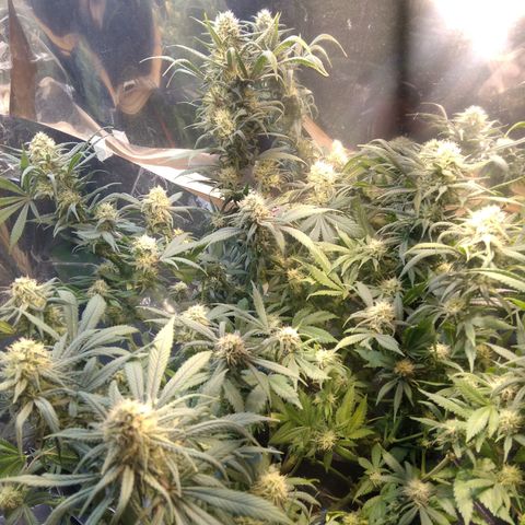 Hawaiann Snow growlog timeline photo