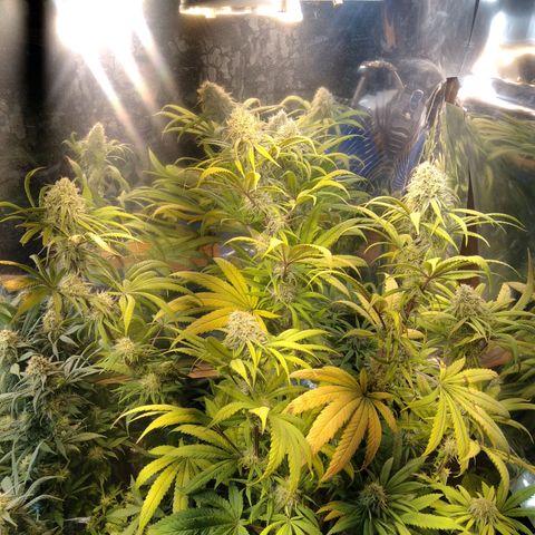 Orange Cake  #1 growlog timeline photo