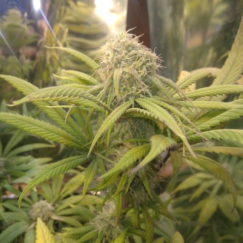 Orange Cake  #1 growlog timeline photo
