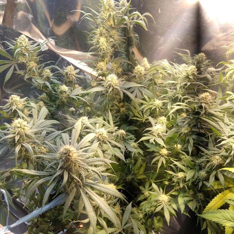 Hawaiann Snow growlog timeline photo