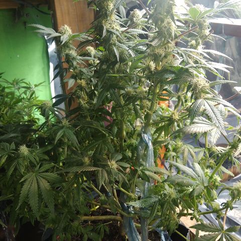 Ghost OG  growlog timeline photo