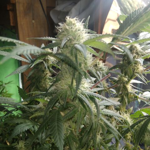 Ghost OG  growlog timeline photo