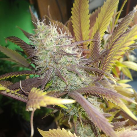 Runtz growlog timeline photo