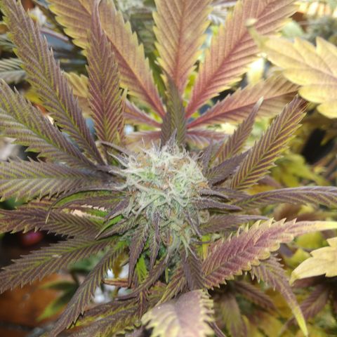 Runtz growlog timeline photo