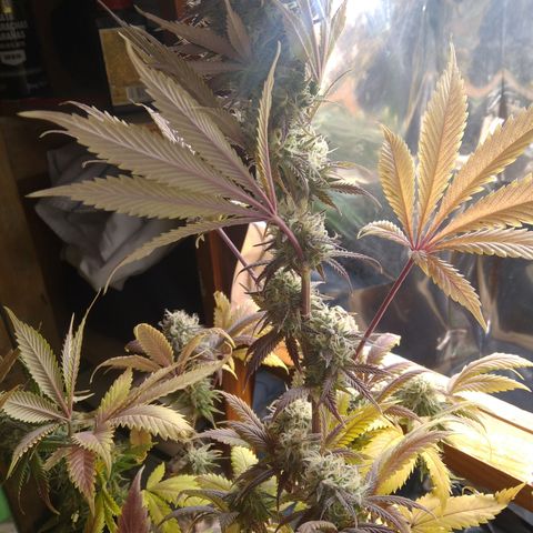 Runtz growlog timeline photo