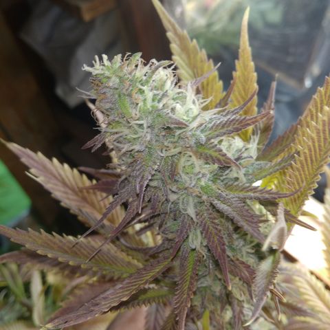 Runtz growlog timeline photo