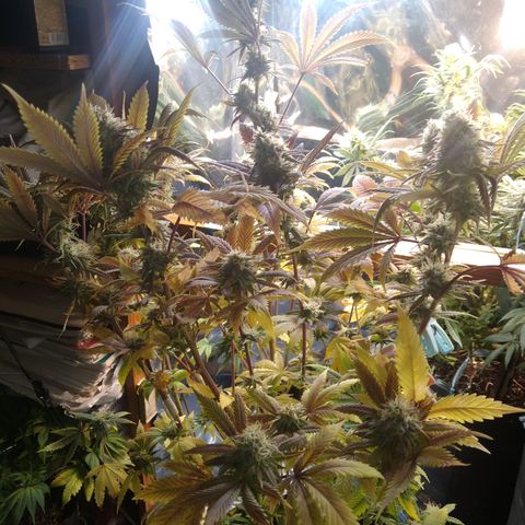 Runtz growlog timeline photo