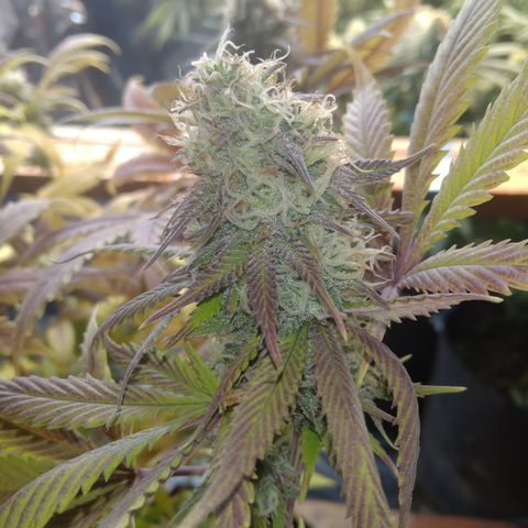 Runtz growlog timeline photo