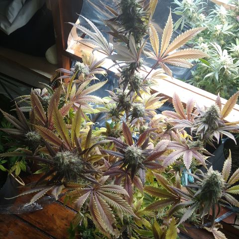 Runtz growlog timeline photo