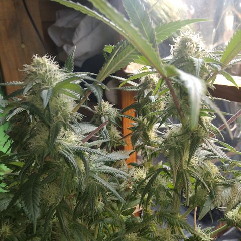 Ghost OG  growlog timeline photo