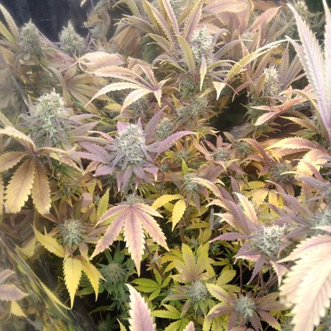 Runtz growlog timeline photo