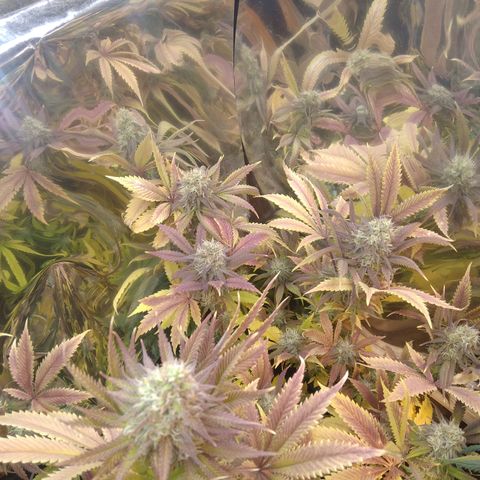 Runtz growlog timeline photo