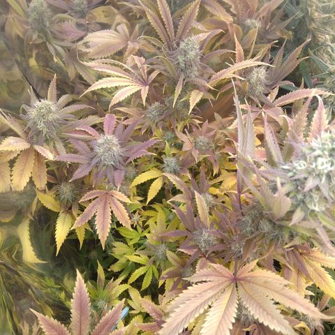 Runtz growlog timeline photo