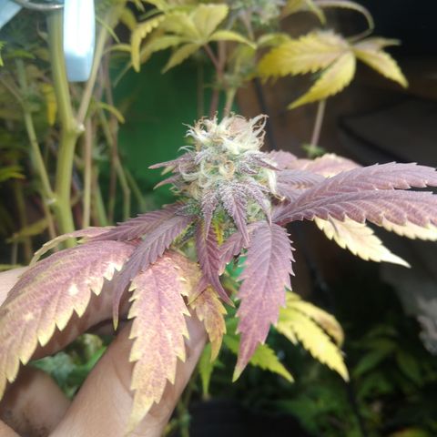 Runtz growlog timeline photo
