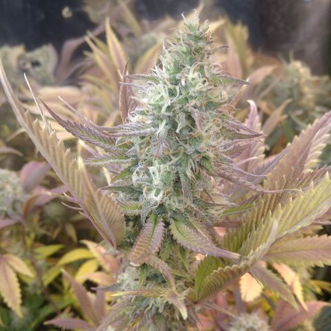 Runtz growlog timeline photo