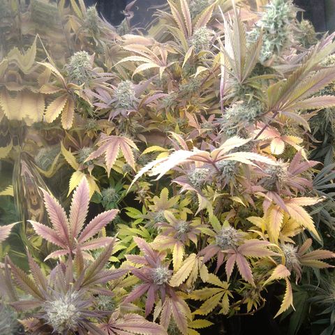 Runtz growlog timeline photo