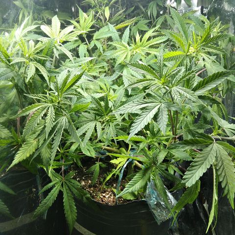 Ghost OG  growlog timeline photo