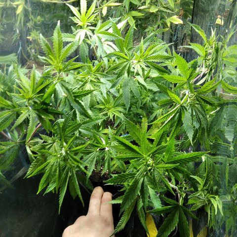 Ghost OG  growlog timeline photo