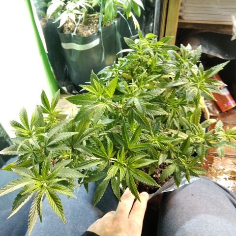 Orange Cake  #1 growlog timeline photo
