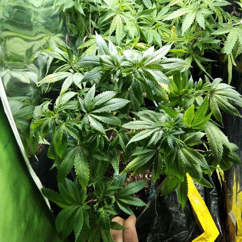 Hawaiann Snow growlog timeline photo