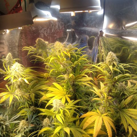 Orange Cake  #1 growlog timeline photo