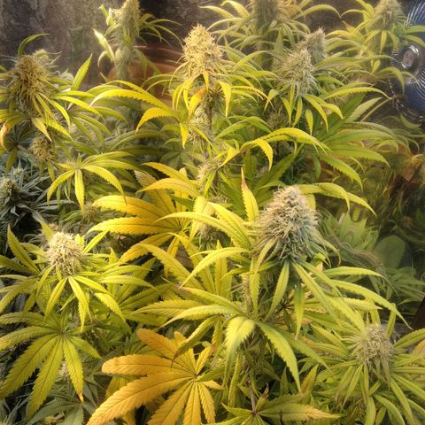 Orange Cake  #1 growlog timeline photo