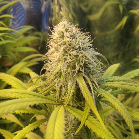 Orange Cake  #1 growlog timeline photo