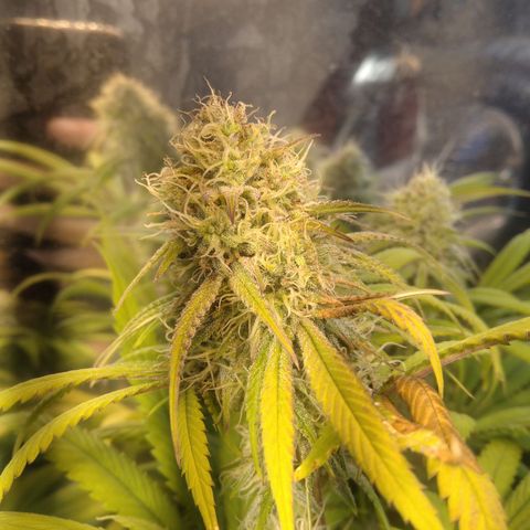 Orange Cake  #1 growlog timeline photo