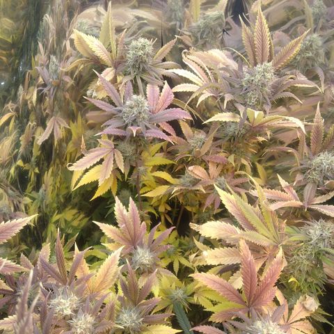 Runtz growlog timeline photo