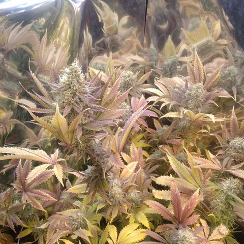Runtz growlog timeline photo