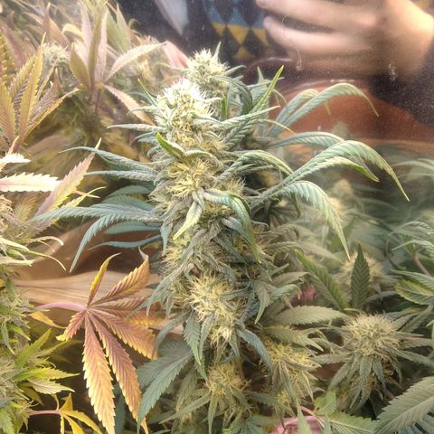 Hawaiann Snow growlog timeline photo