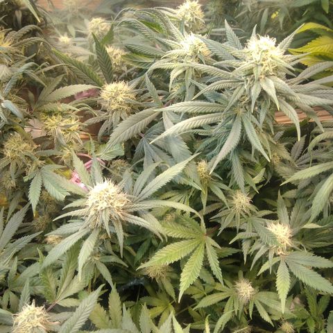 Hawaiann Snow growlog timeline photo