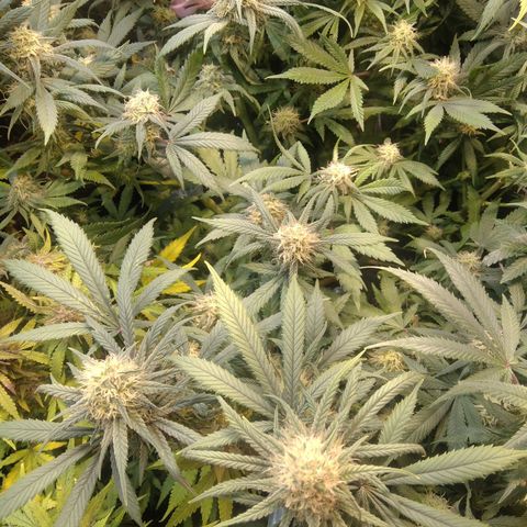 Hawaiann Snow growlog timeline photo