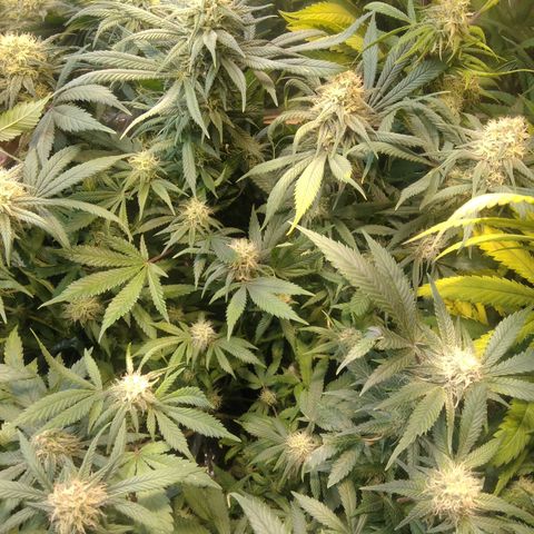 Hawaiann Snow growlog timeline photo