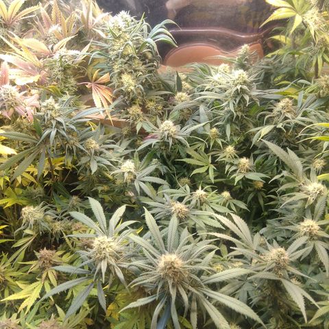 Hawaiann Snow growlog timeline photo