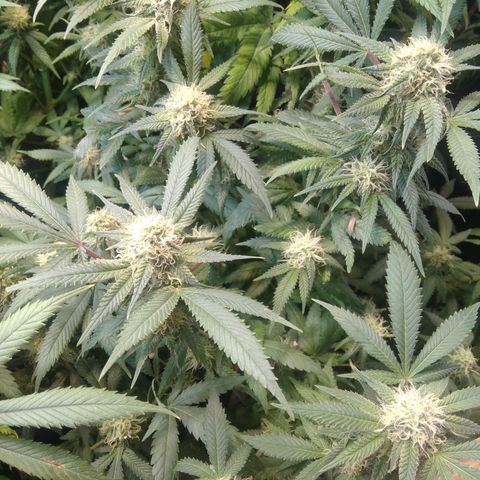 Ghost OG  growlog timeline photo