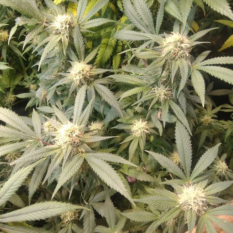 Ghost OG  growlog timeline photo