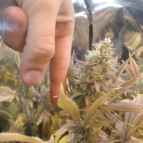 Runtz growlog timeline photo