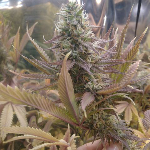 Runtz growlog timeline photo