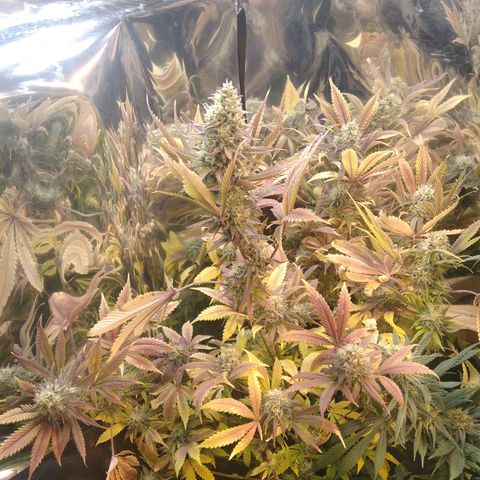 Runtz growlog timeline photo
