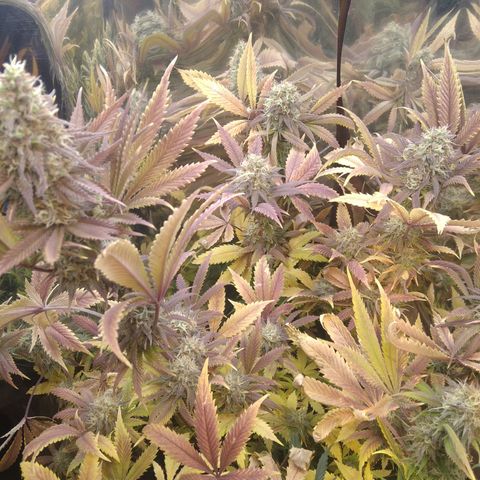 Runtz growlog timeline photo