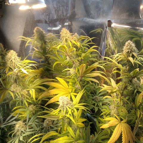 Orange Cake  #1 growlog timeline photo