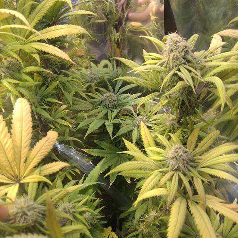 Orange Cake  #1 growlog timeline photo