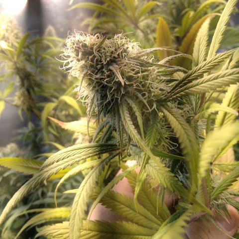 Orange Cake  #1 growlog timeline photo