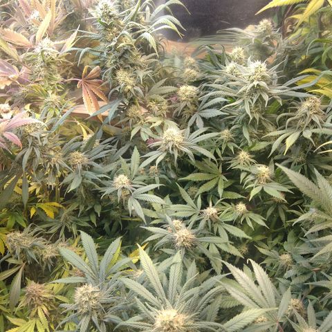 Hawaiann Snow growlog timeline photo
